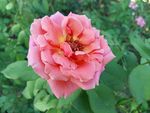 月季花 月季 刺月季 花卉 花