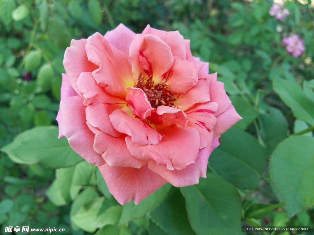 月季花 月季 刺月季 花卉 花