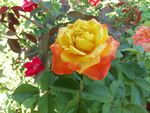 月季花