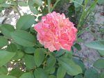 月季花 月季 刺月季 花卉 花