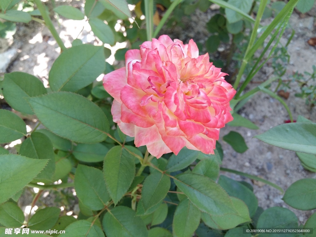 月季花 月季 刺月季 花卉 花