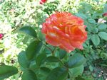 月季花