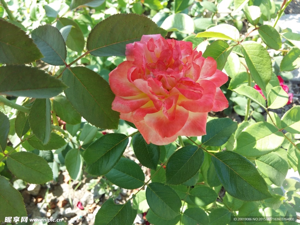 月季花