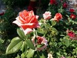 月季花