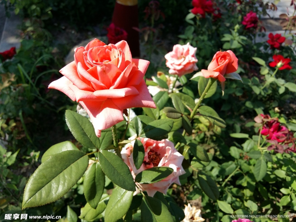 月季花