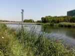 湖景 芦苇