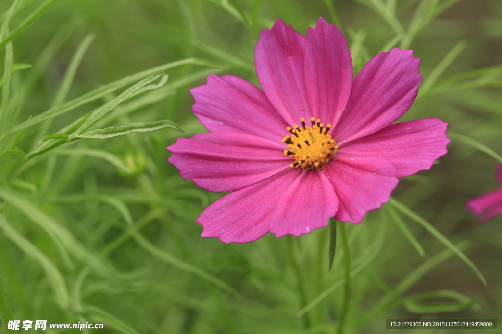 格桑花
