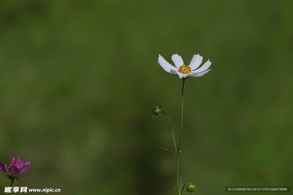 格桑花