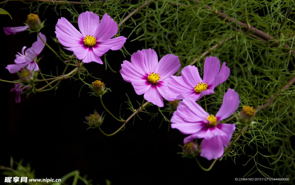 格桑花