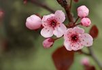 粉红桃花