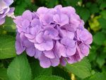 绣球花