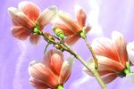 玉兰花