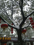 节日红灯笼摄影图片