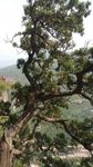 绿树 唯美风景