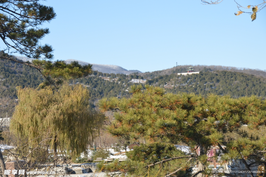 雪景 冬雪 松树