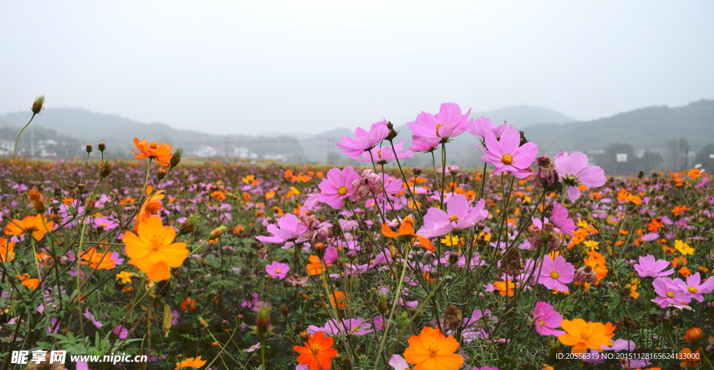 毛坦厂菊花田