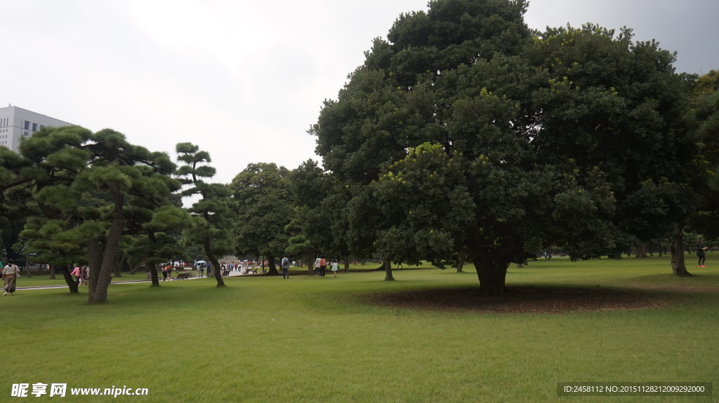 日本皇居树荫