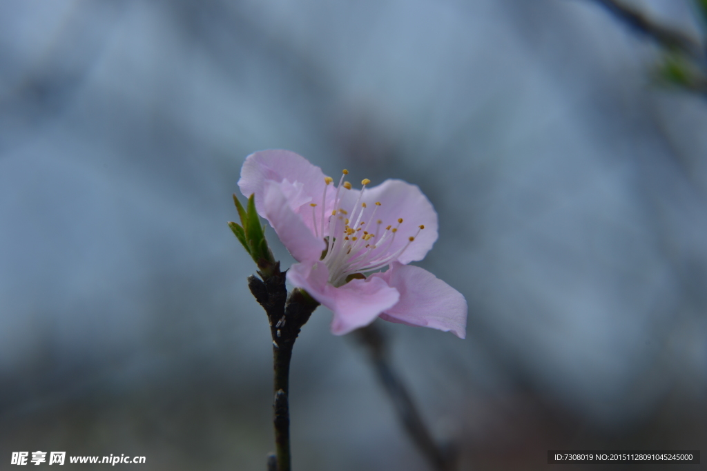 桃花