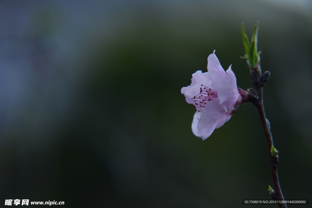 桃花