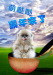 可爱小猴