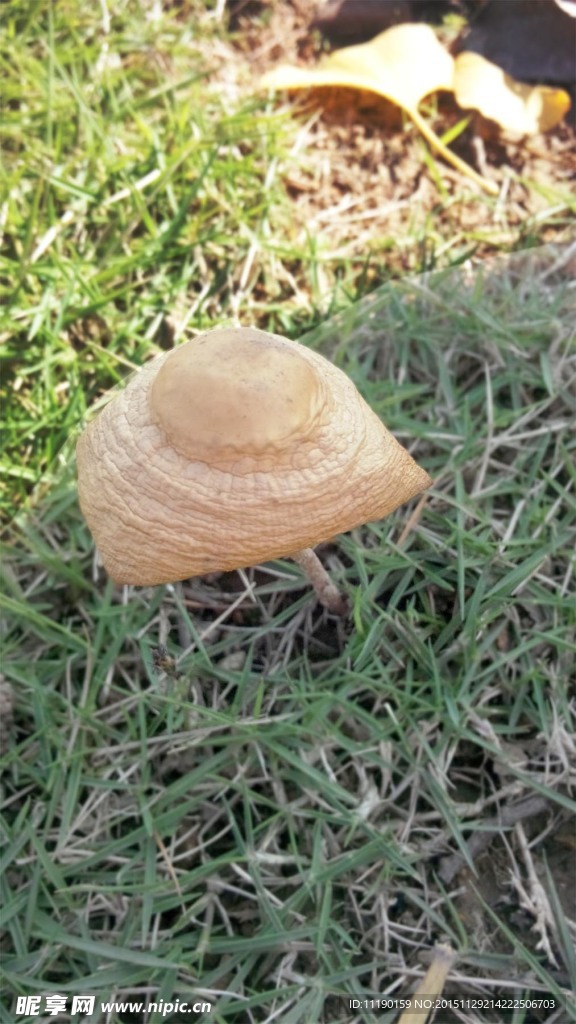 磨菇菌盖