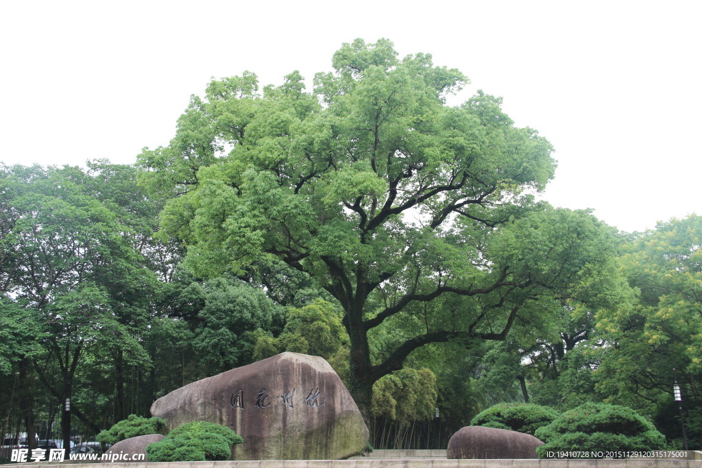 绿色大树