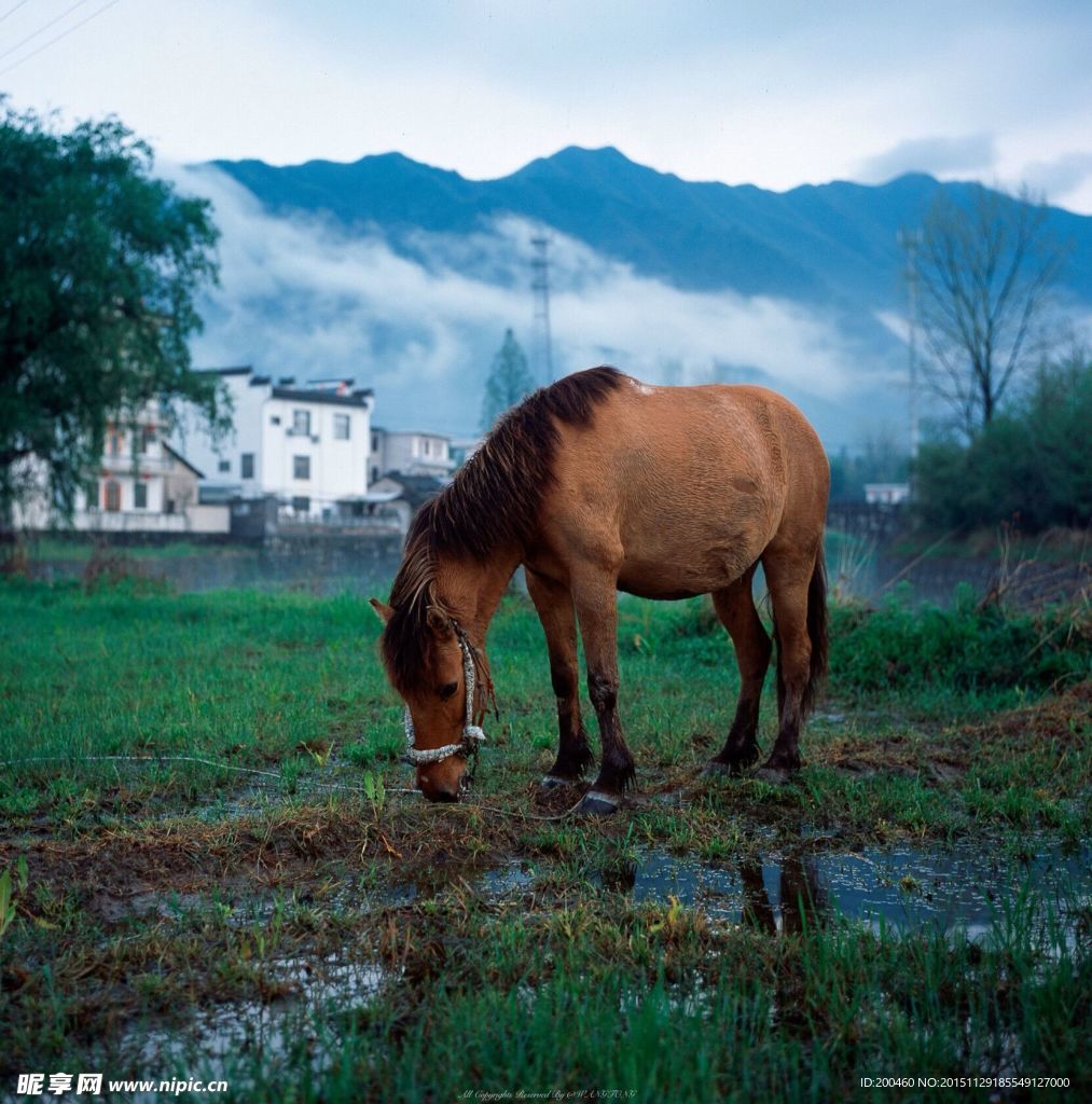 马 吃草