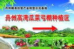 瓜菜弓棚种植区