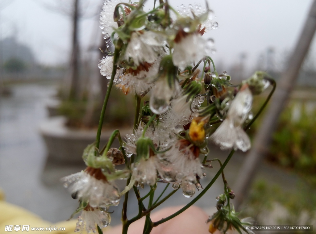 花草摄影