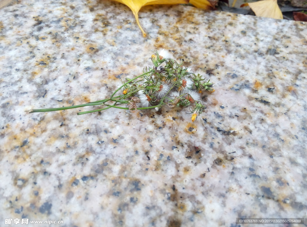 花草摄影