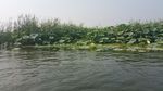 清水 荷叶 优美风景