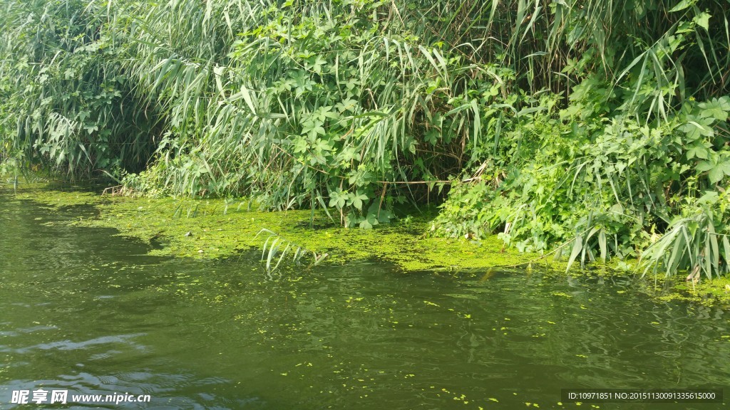 小河 绿色地