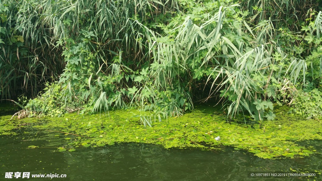 池塘 绿植