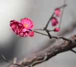 一枝梅花