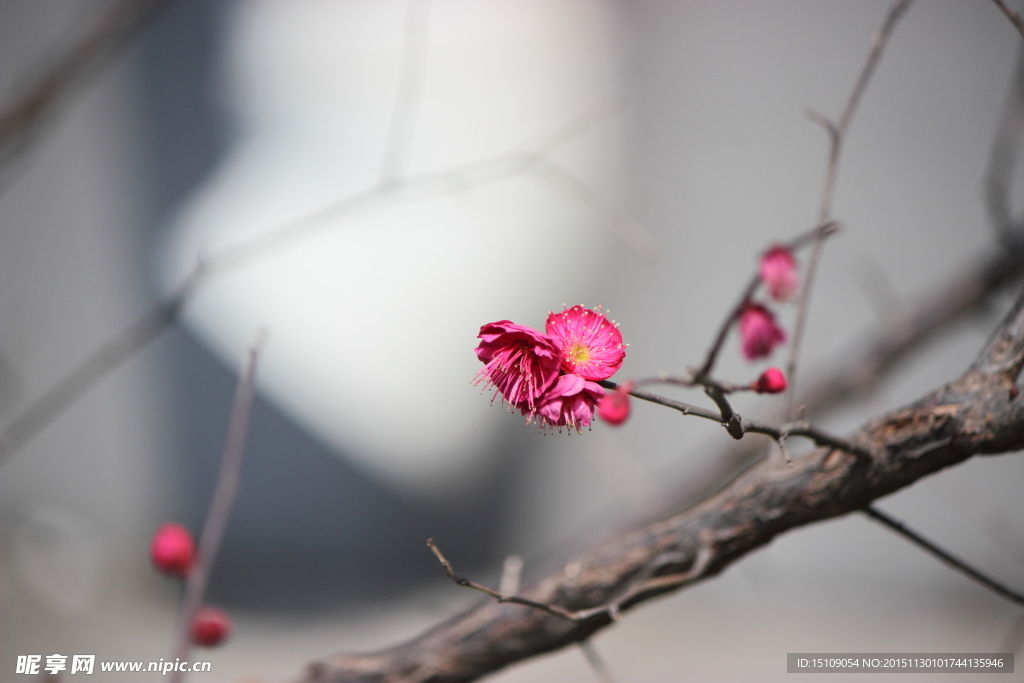 一枝梅花