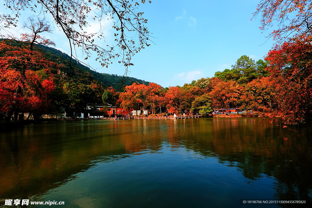 天平枫韵 枫叶