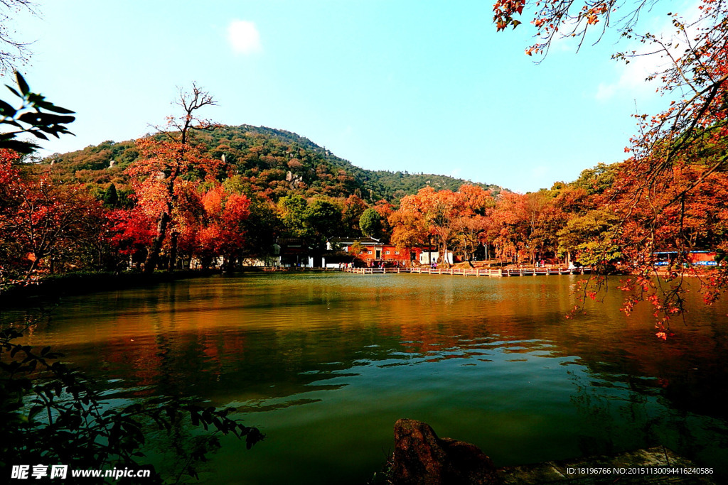天平枫韵 枫叶