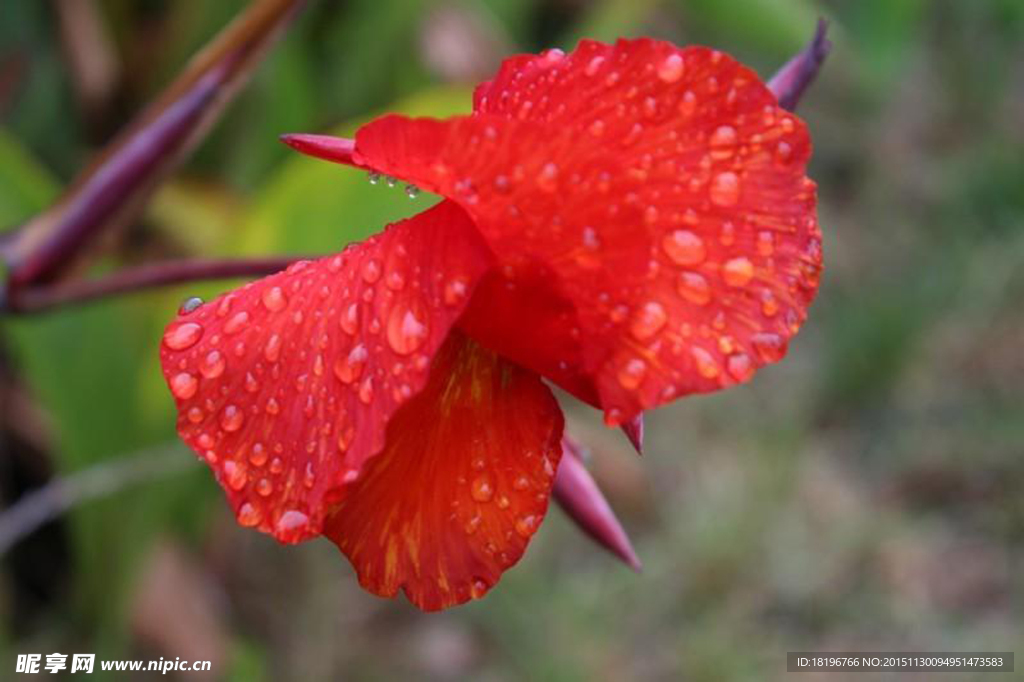 鲜花