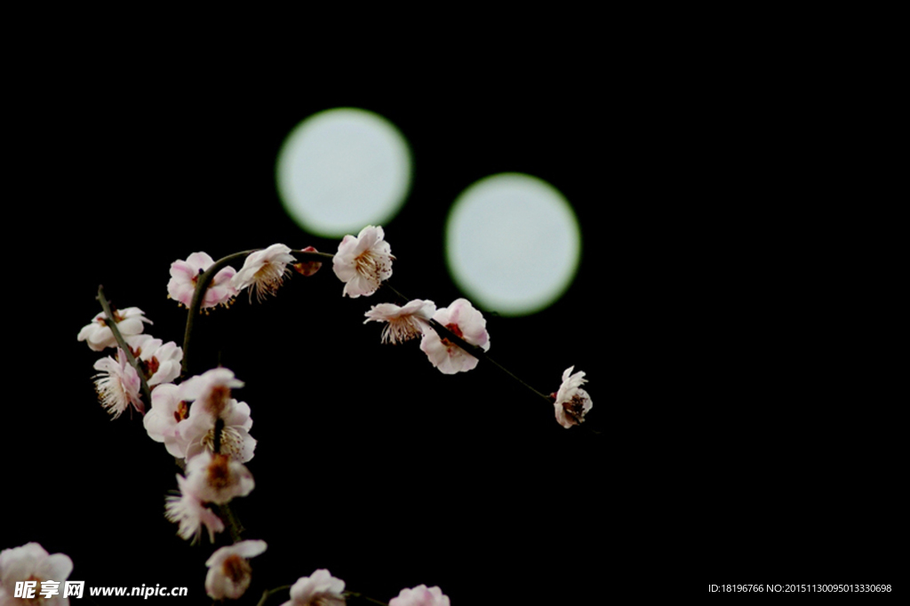梅花