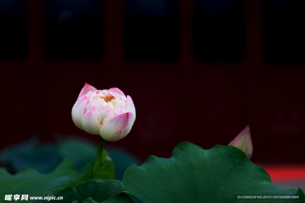 莲花