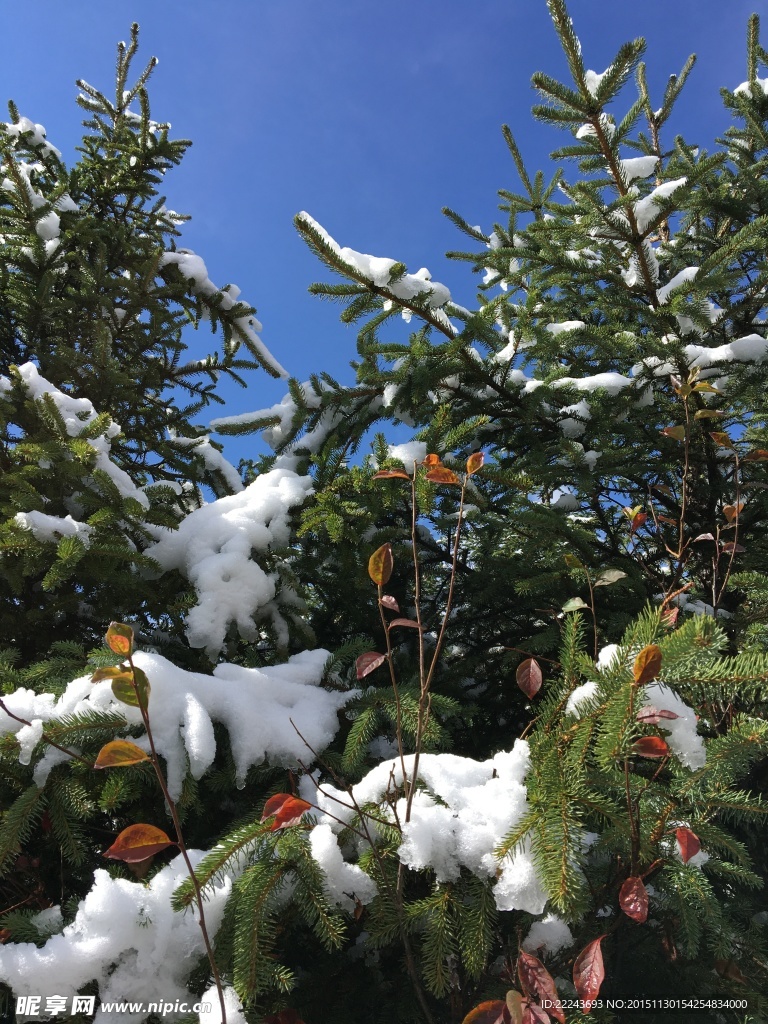 雪景特写