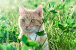 猫咪