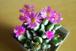 盆栽花 装饰