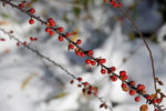 雪后大明湖