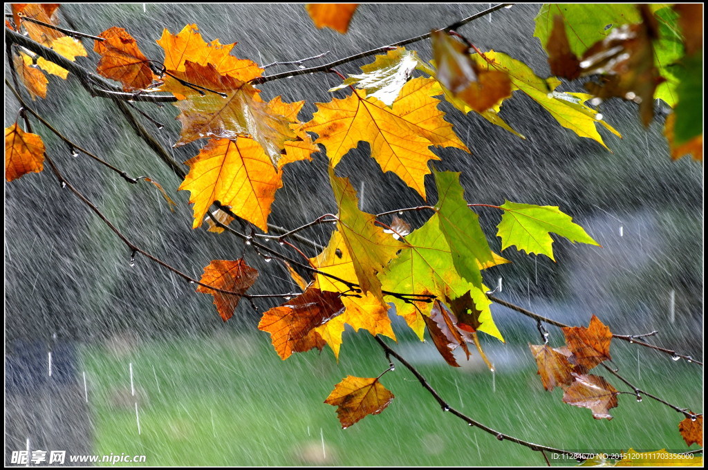 秋雨