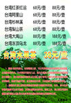 台湾高山茶