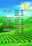 武夷山茶