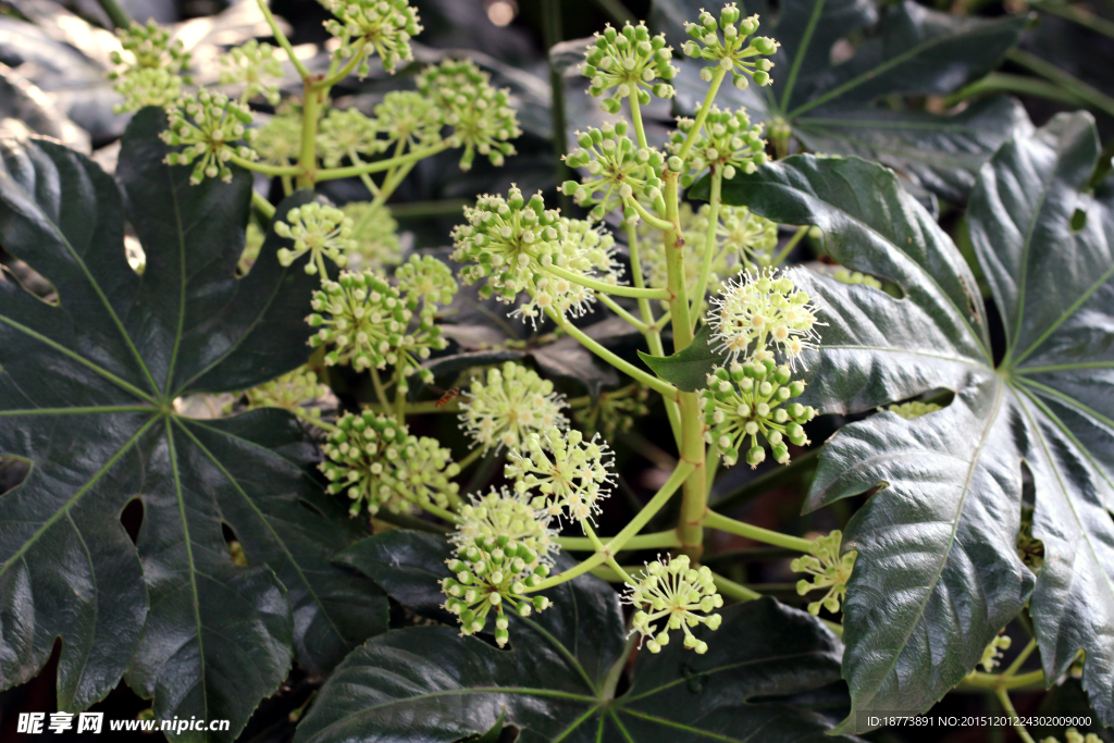 绿叶 花蕊 花 不知名的花草