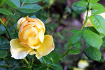 黄玫瑰 玫瑰花 花草  玫瑰