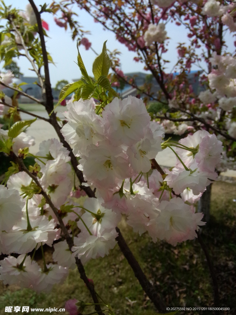 海棠花